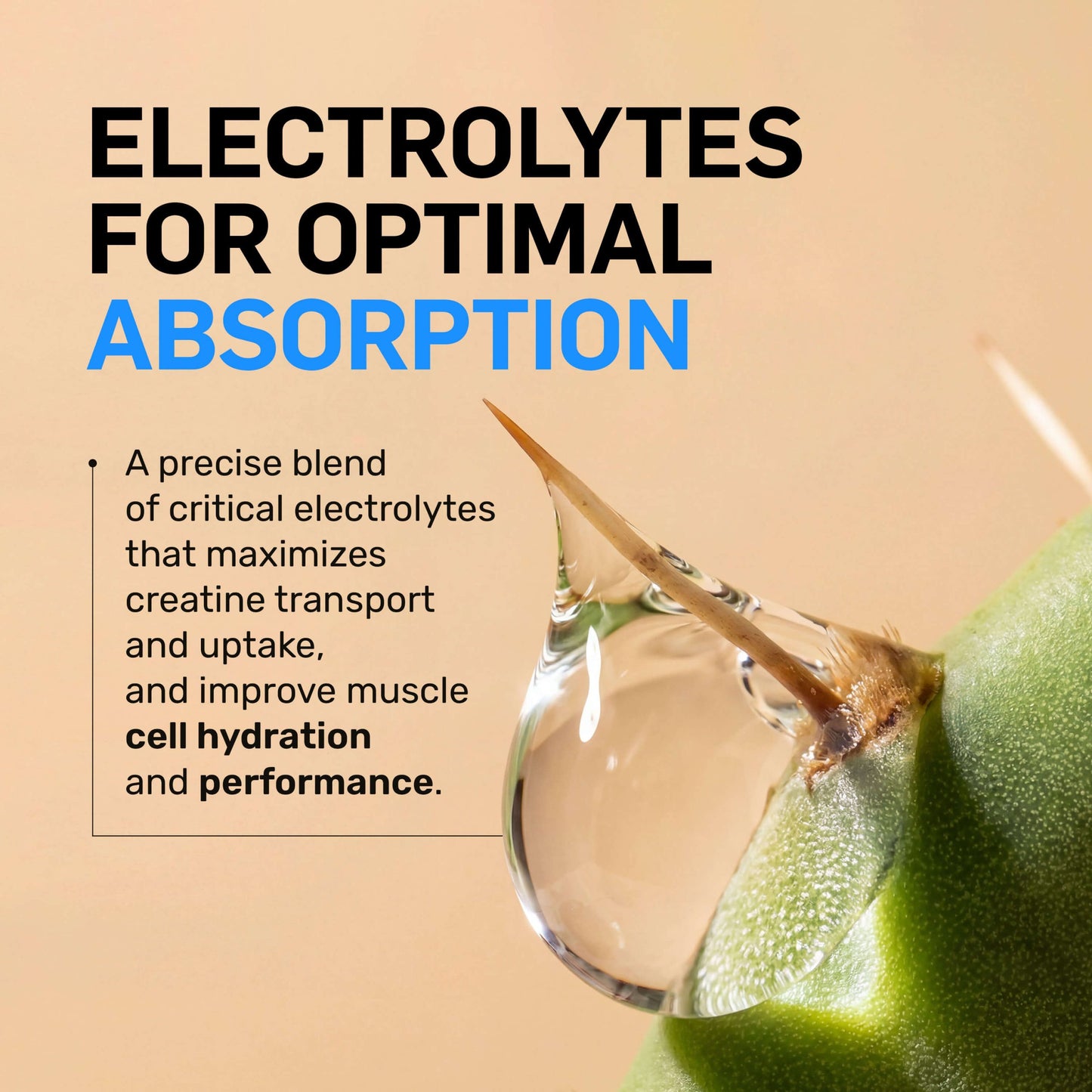 Creatine HCl Powder - Unflavored Made for Everyday Active Routines